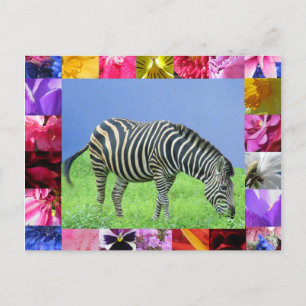 Carte postale Zebra