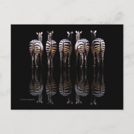 Carte Postale Zebra Black White Stripes Réflexions