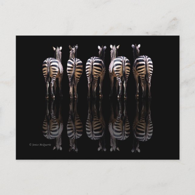 Carte Postale Zebra Black White Stripes Réflexions (Devant)