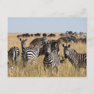 Carte postale Zebra de Grant