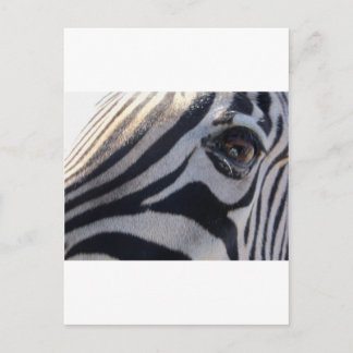 Carte Postale Zebra Eye