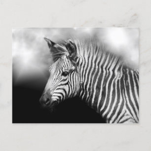 Carte Postale Zebra Foal