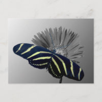 Zebra Longtail sur une marguerite