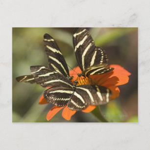Carte Postale Zebra Longwing (heliconius charitonia) sur fleur