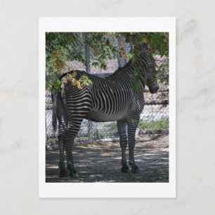 Carte Postale Zebra Love