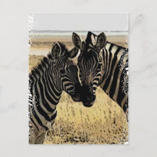 CARTE POSTALE ZEBRA LOVE