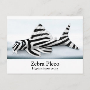 Carte postale Zebra Pleco