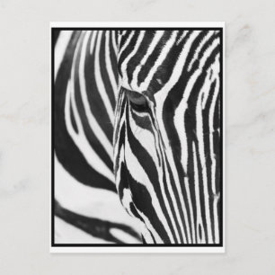 Carte Postale Zebra Stare