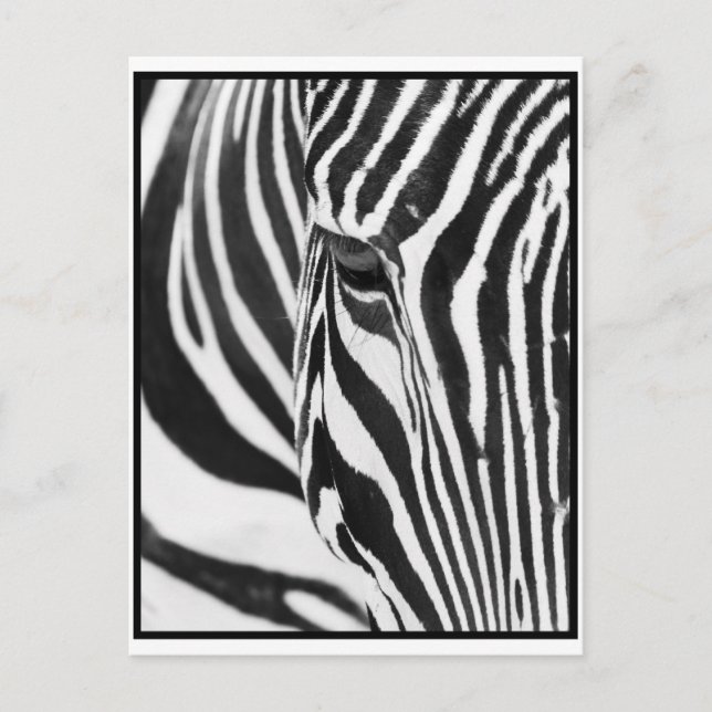 Carte Postale Zebra Stare (Devant)