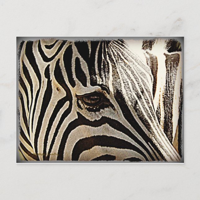 Carte Postale Zebra "Stripes" (Devant)