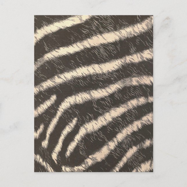 Carte Postale Zebra Stripes (Devant)