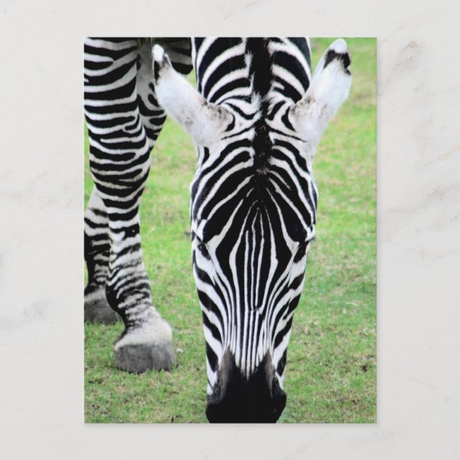 Carte postale Zebra Stripes (Devant)