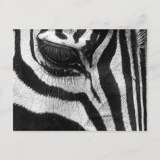 Carte Postale Zebra Stripes