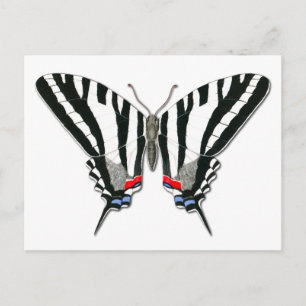 Carte postale Zebra Swallowtail Butterfly