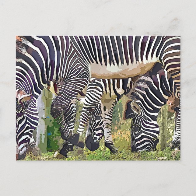 CARTE POSTALE ZEBRAS (Devant)