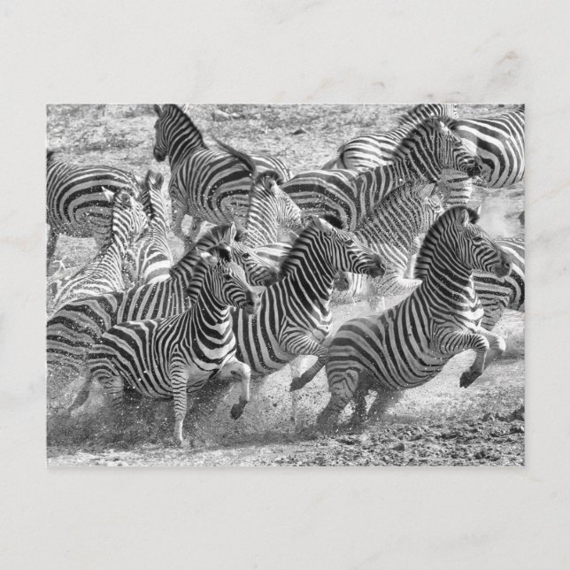 Carte Postale Zebras (Devant)
