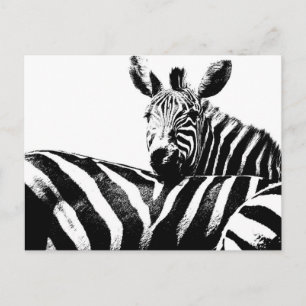 Carte Postale Zebras Modern Black&White Pop Art Photo Modèle