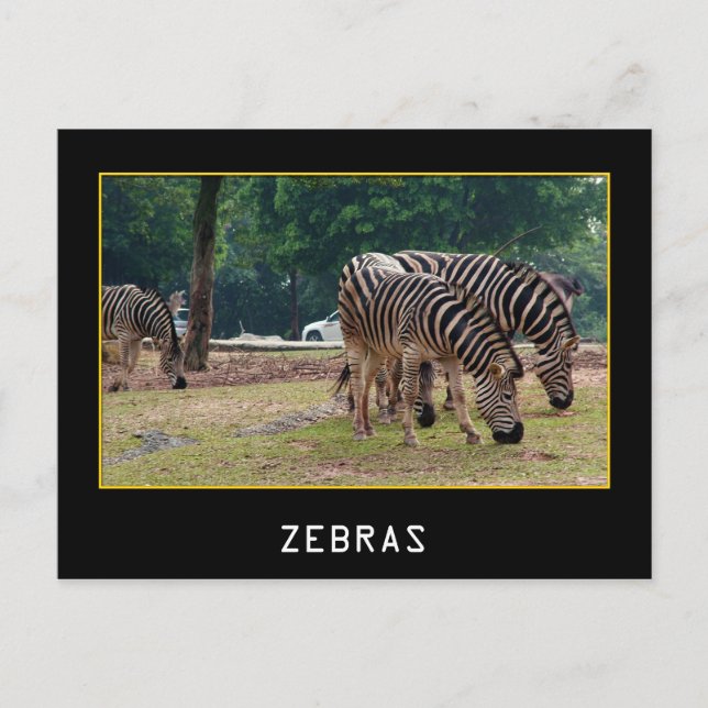 Carte Postale Zèbre (Devant)