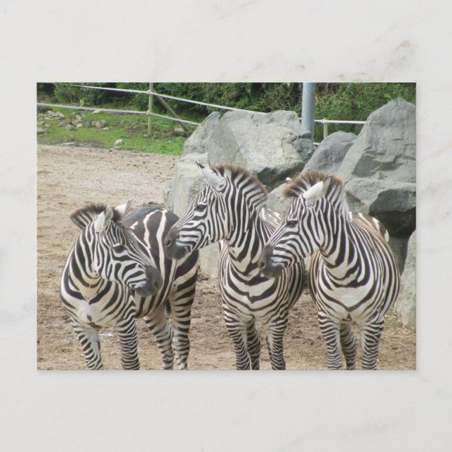 Carte Postale zèbre (Devant)