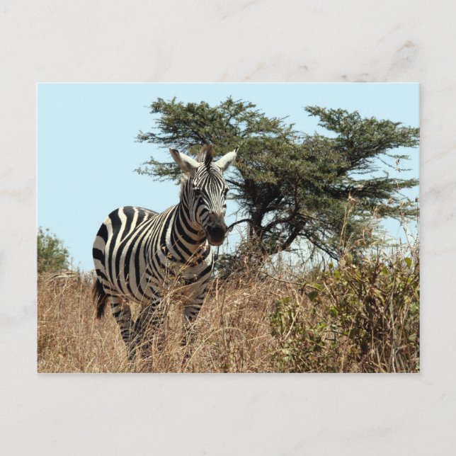 Carte Postale zèbre (Devant)