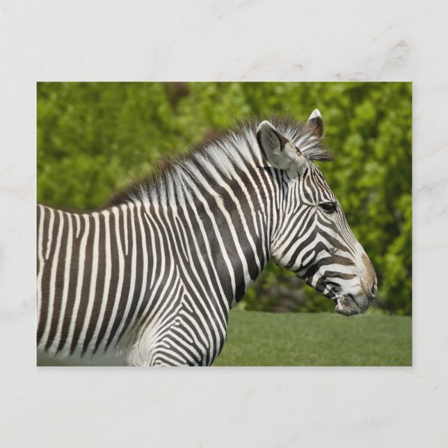 Carte Postale Zèbre (Devant)
