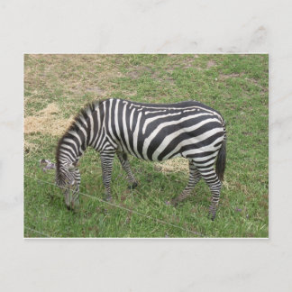 Carte Postale Zèbre