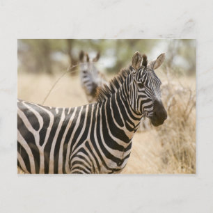 Carte Postale Zèbre au Parc National de Meru, au Kenya.