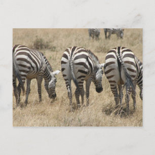 Carte Postale zèbre derrière