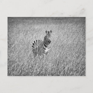 Carte Postale Zèbre en herbe haute