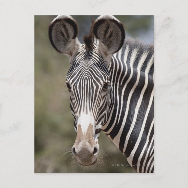 Carte Postale Zèbre, Kenya, Afrique (Devant)