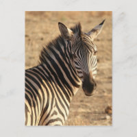 Zèbre sur la savane