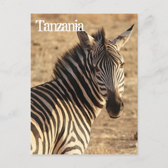 Carte Postale Zèbre, Tanzanie (Devant)
