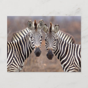 Carte Postale Zèbres de la plaine, Parc national de Kruger