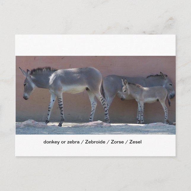 Carte Postale Zebrode (Devant)