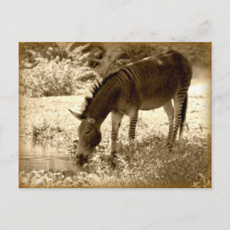 Carte Postale "Zedonk"