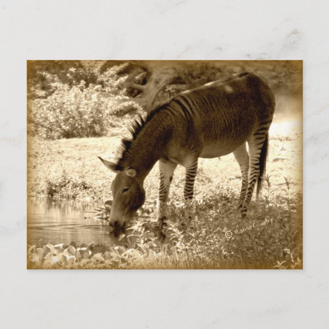 Carte Postale "Zedonk" (Devant)