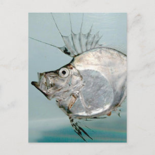 Carte Postale Zeidae Fish