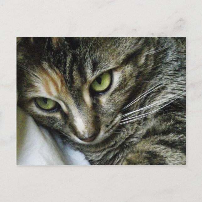 Carte Postale Zen Kitty (Devant)