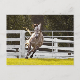 Carte Postale Zest for Life