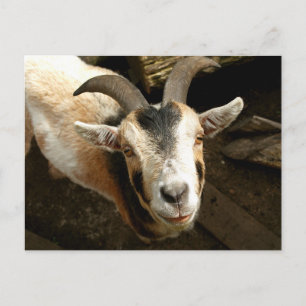 Carte Postale Ziege