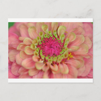 Carte Postale zinnia