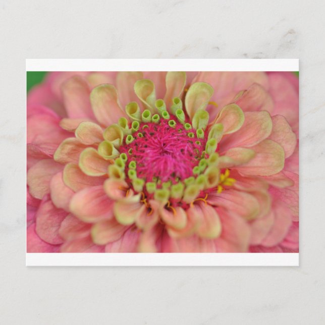 Carte Postale zinnia (Devant)