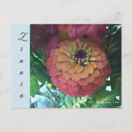 Carte postale - Zinnia