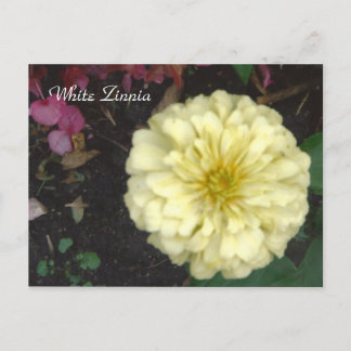 Carte Postale Zinnia blanche