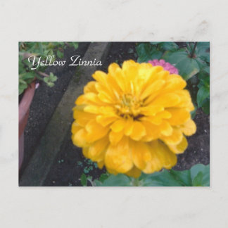 Carte Postale Zinnia jaune