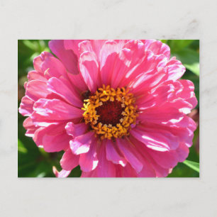 Carte Postale Zinnia rose