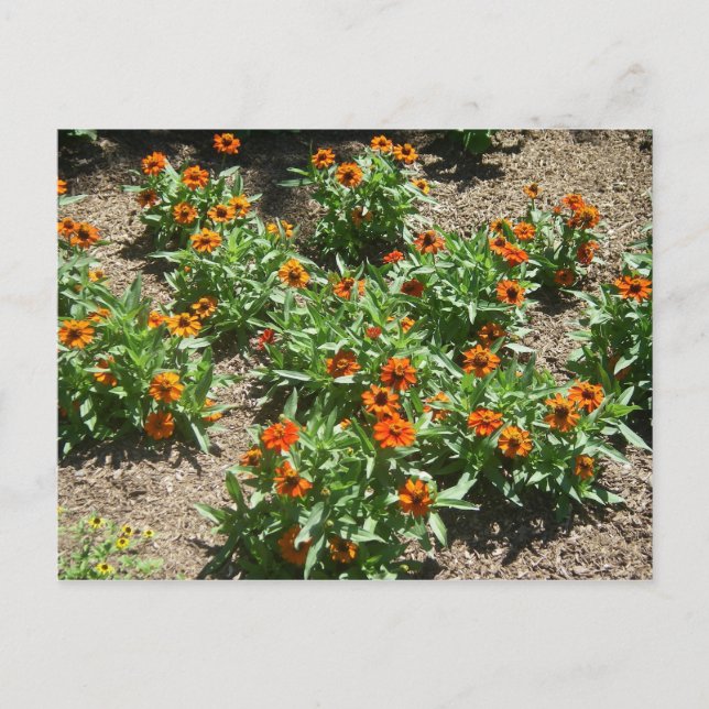 Carte postale Zinnias (Devant)
