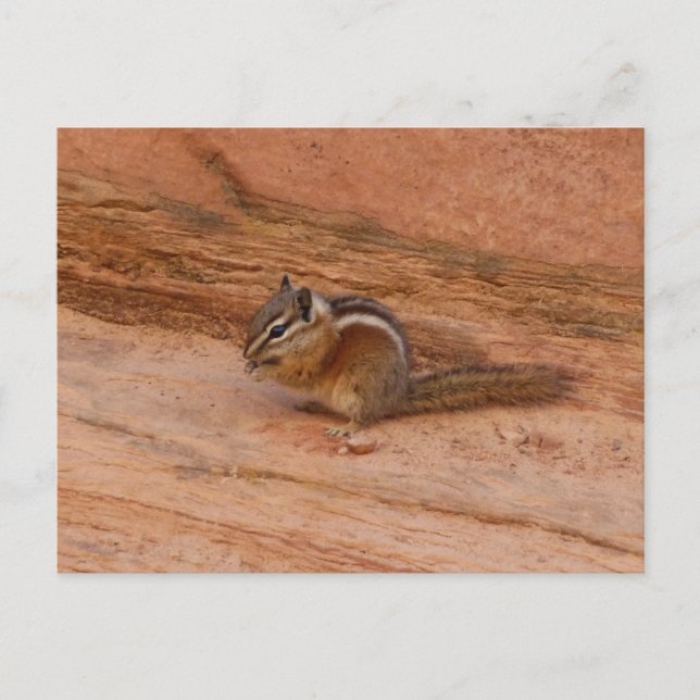 Carte Postale Zion Chipmunk sur Red Rocks (Devant)