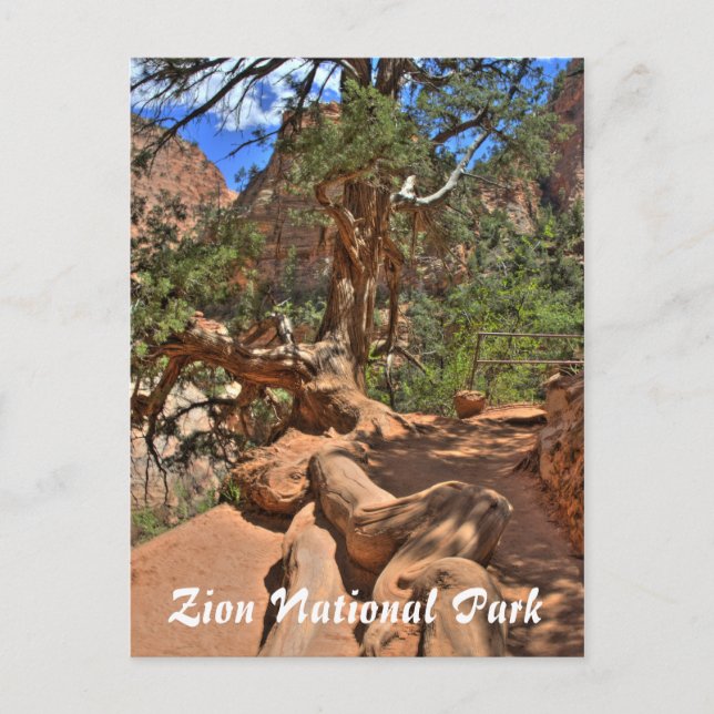 Carte Postale Zion National Park, Utah Postcard (Devant)