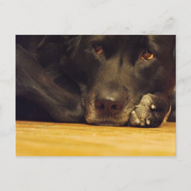 Carte Postale Zoé (Devant)